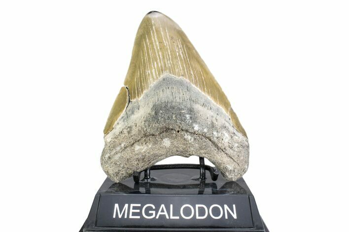 Serrated, Fossil Megalodon Tooth - Polished Tip #378031